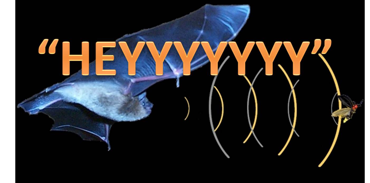 Badass Biology: Bat Echolocation