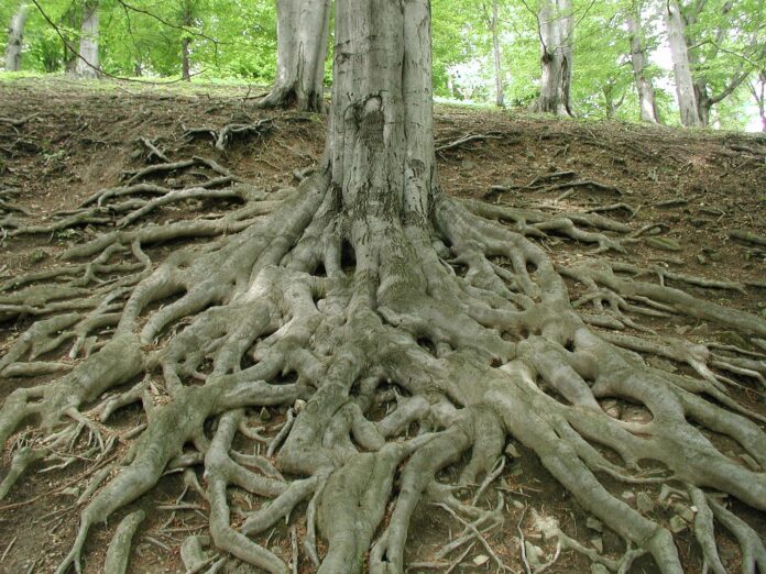 Massive Tree Root