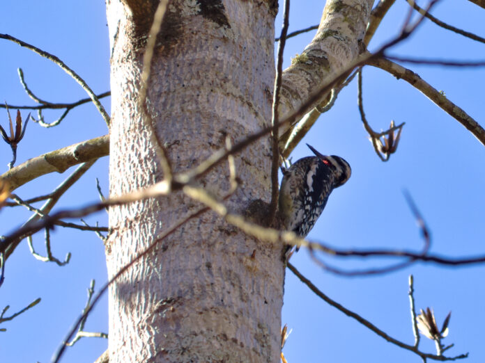 Yellow-bellied Sapsucker A yellow-bellied sapsucker.