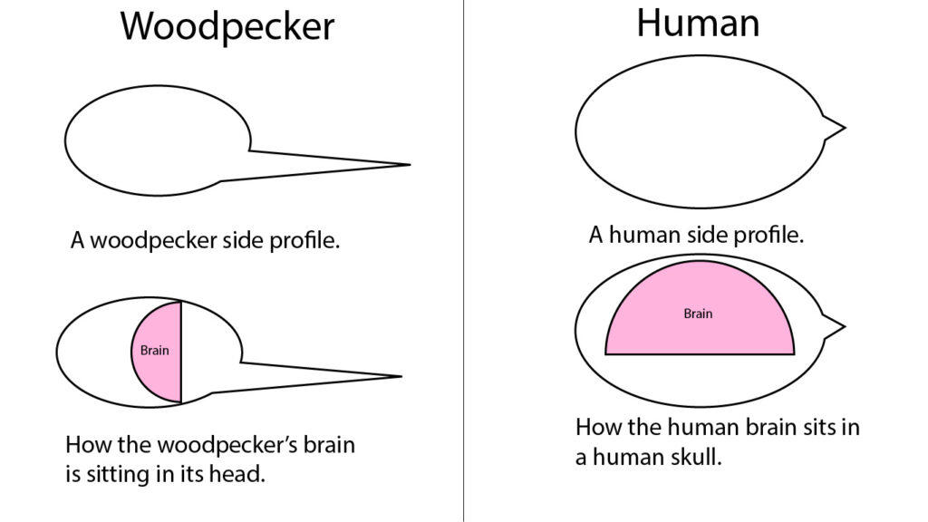 An image illustrating the difference in orientation of a human brain versus a woodpecker brain, as described in the paragraph above.