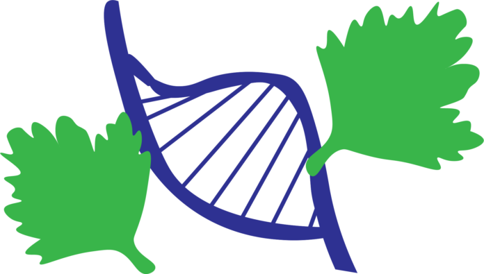 cilantro dna feature image