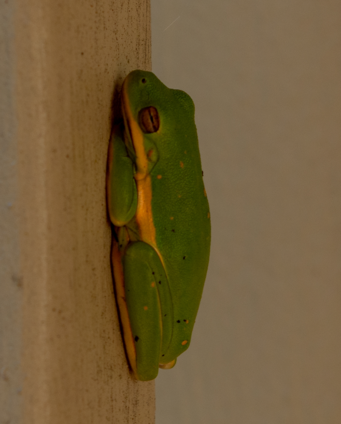 frog_smaller A green tree frog resting on a post. This is a small green frog with a bright yellowish-white stripe running down the side of its body.