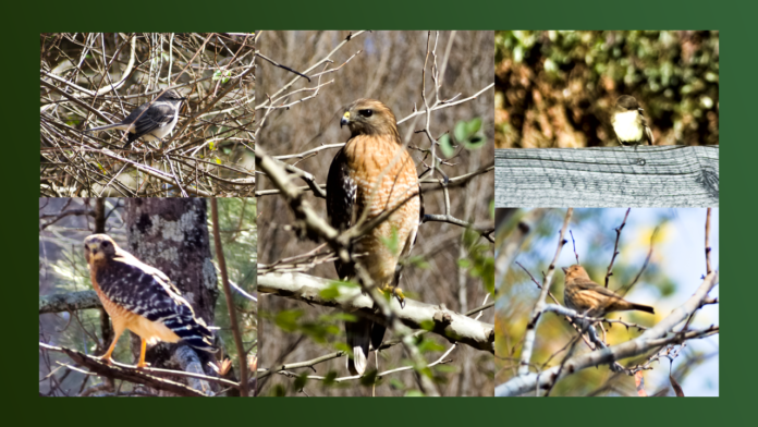 Bird Dinos Cover Image