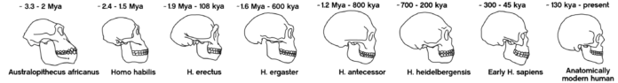 hominid skulls