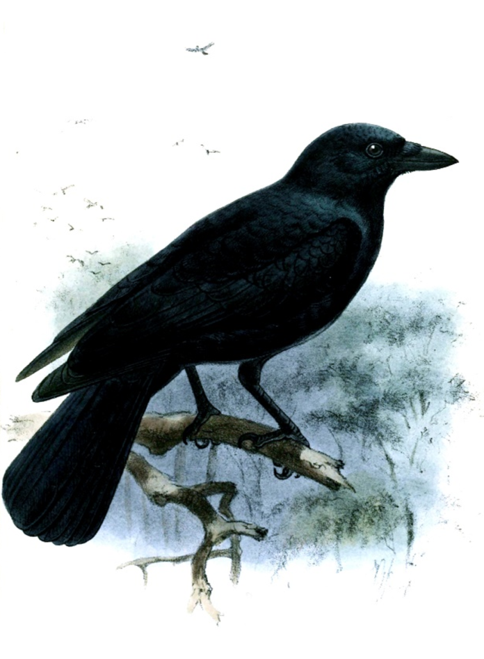 new caledonian crow