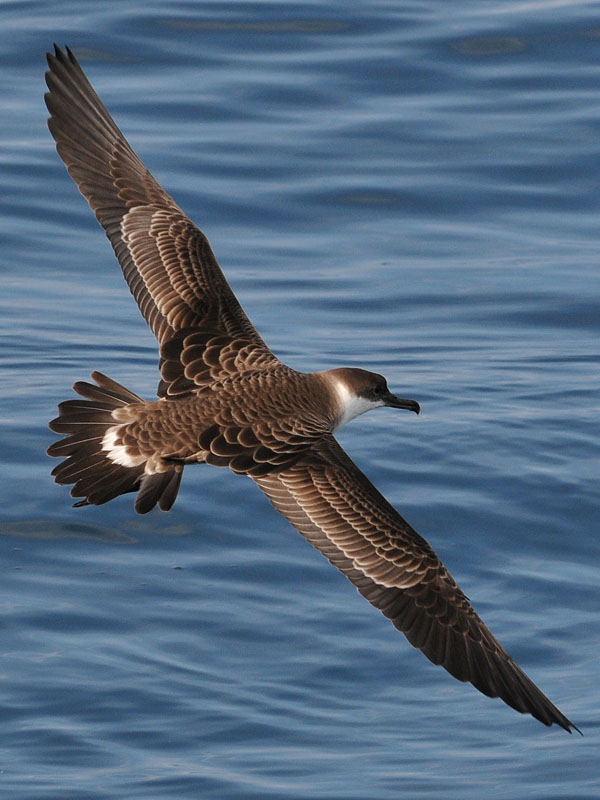 2010-08-08_Great_Shearwater_22 shearwater bird