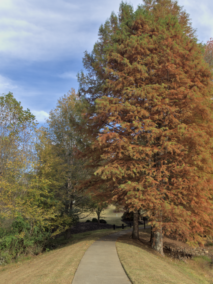 BaldcypressFall A baldcypress tree with its fall russet needles.