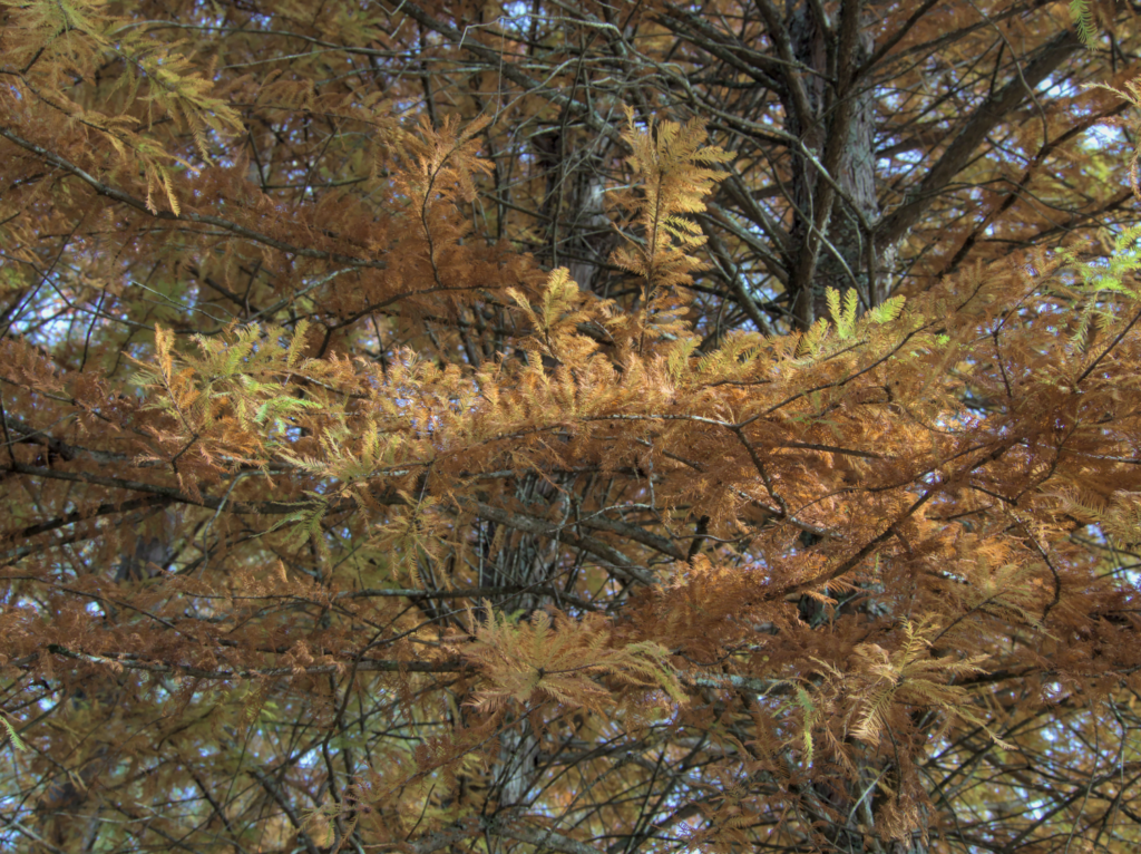 A close up of baldcypress needles in autumn.