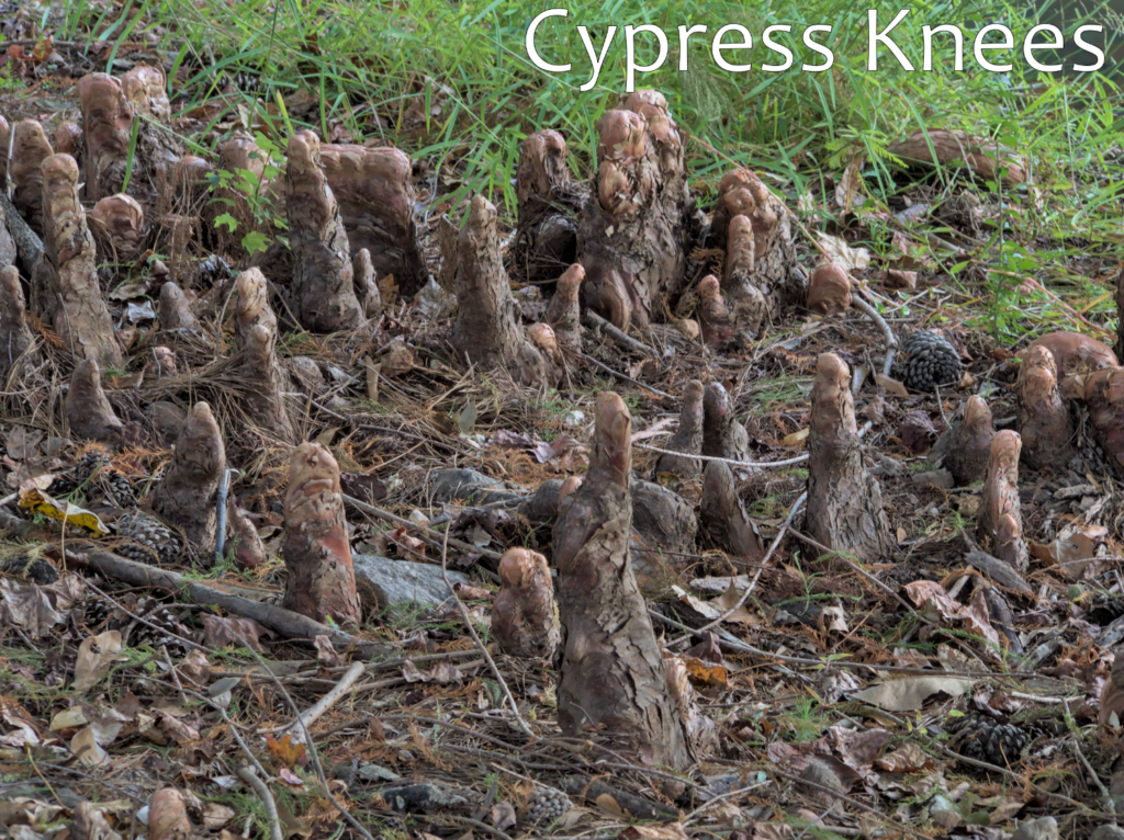 A zoomed in image of the wooden knobs that extend from the roots of cypress trees, known as cypress knees.