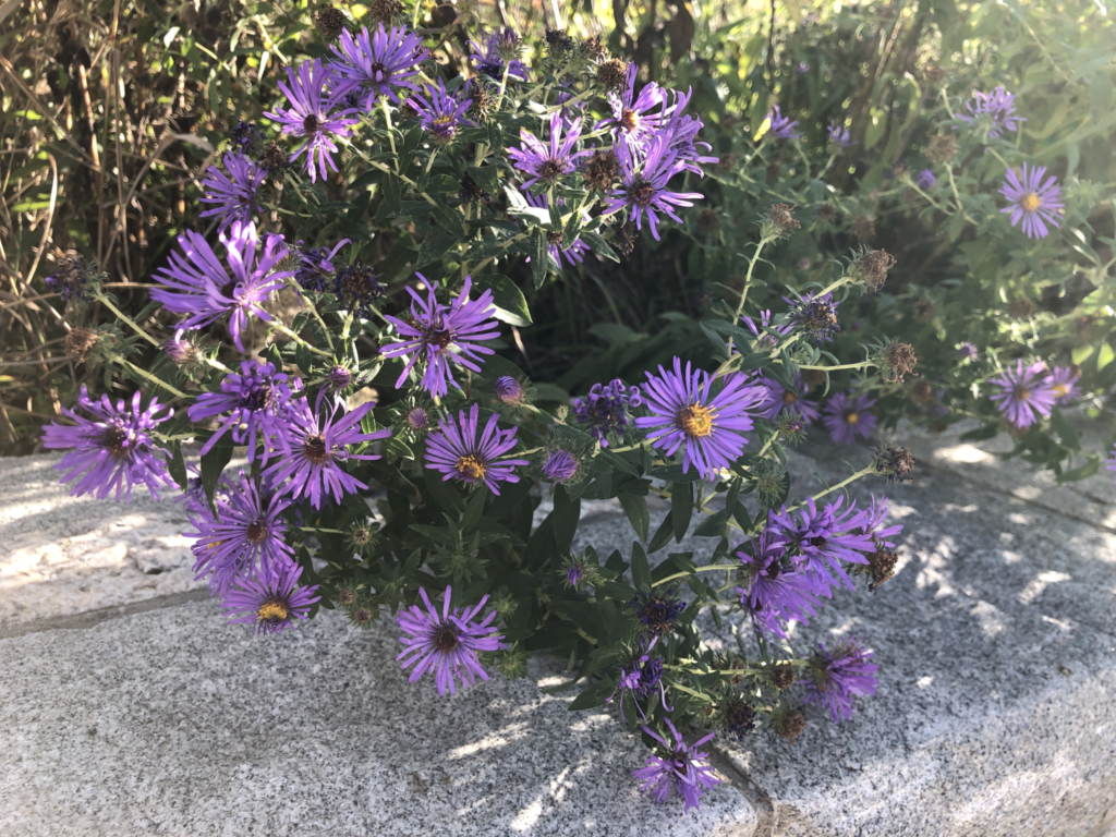 A New England aster plant with purple flowers.