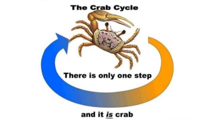 crabcycle