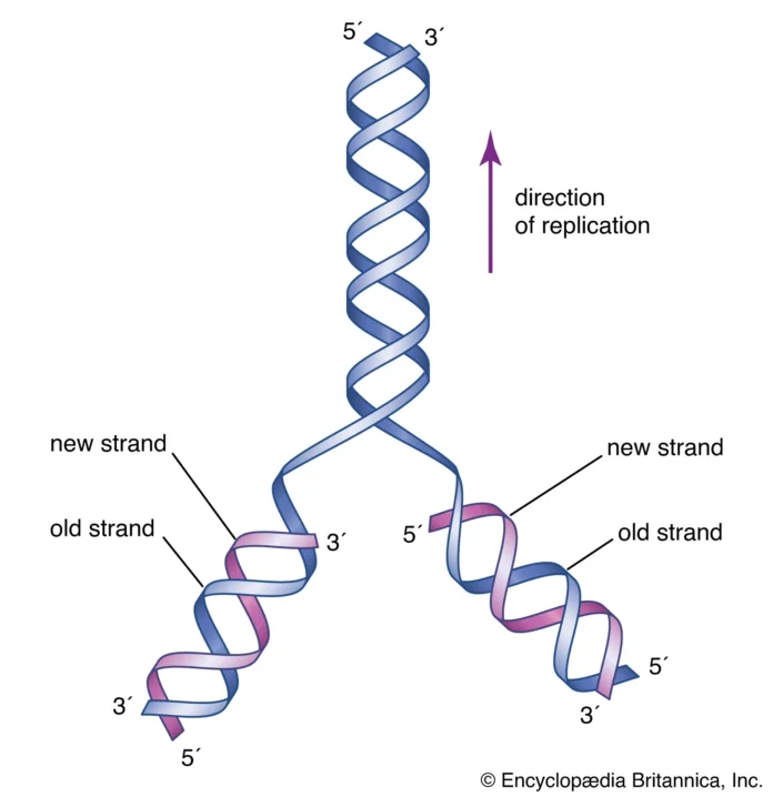 DNA replication