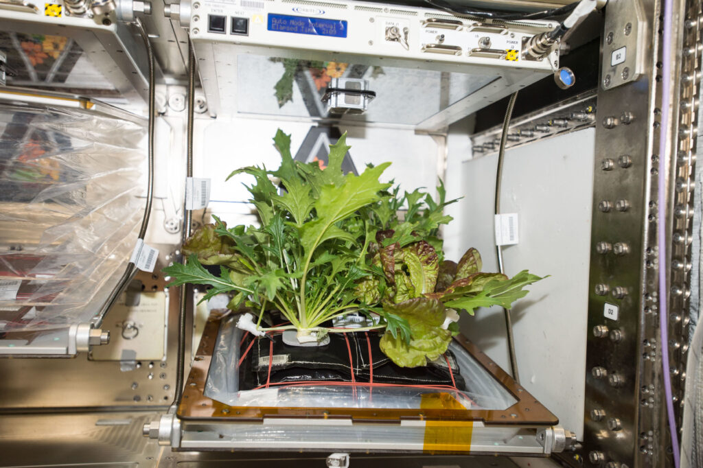 Plants grown in space through NASA's Veggie system.