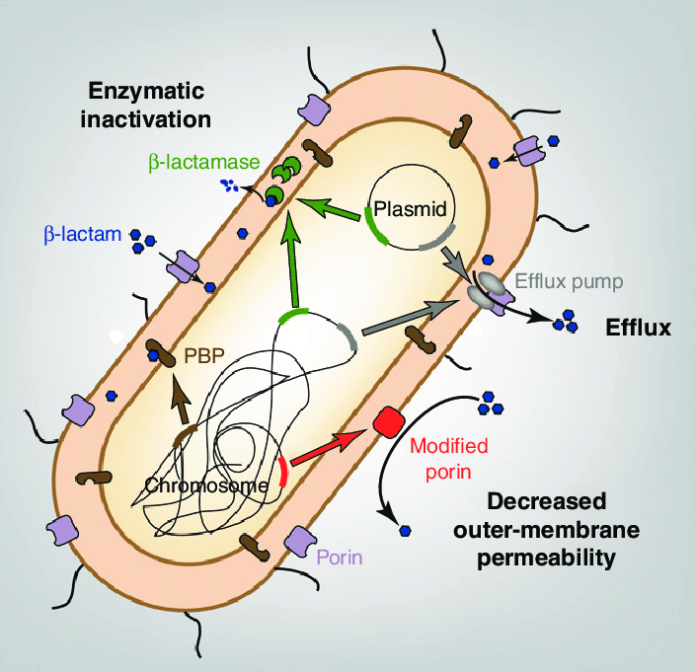 Primary-mechanisms-of-b-lactam-resistance-in-Enterobacteriaceae-Hydrophilic-channels