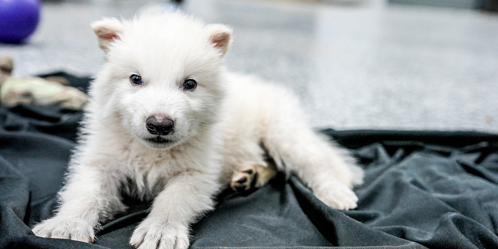 Colossal's Dire Wolf puppy, white furred and small
