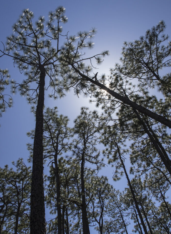 Longleaf pines and sunlight Upward shot of a longleaf forest with sunlight shining through