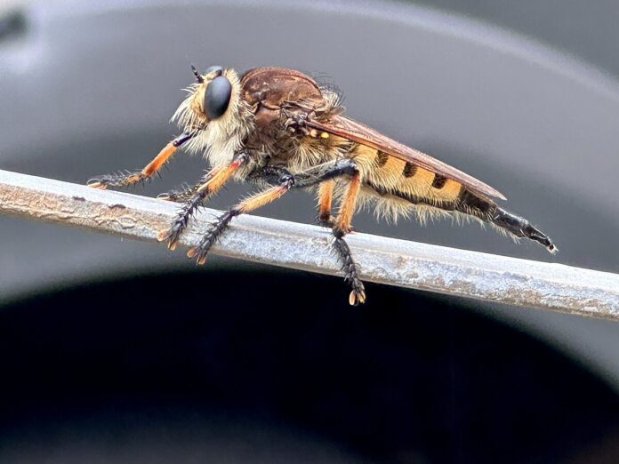 Promachus_rufipes_314724260