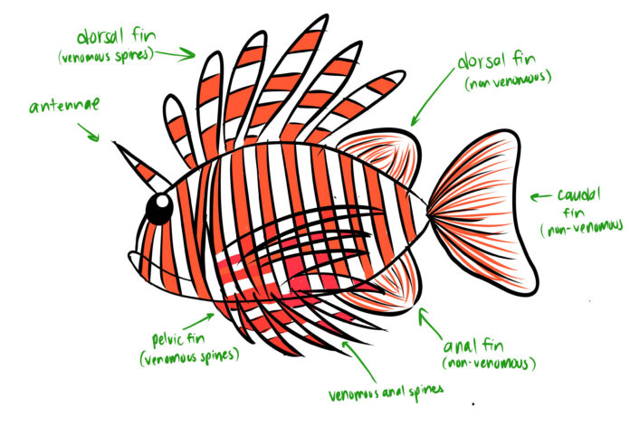 Lionfish Anatomy