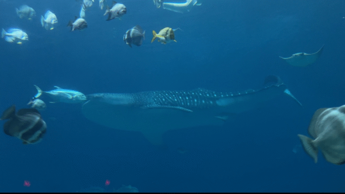 Yushan the Whale Shark