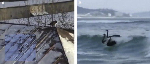 1-s2.0-S0960982214011403-gr1