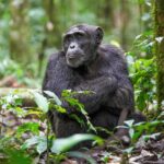 Alpha male chimpanzee at Kibale forest National Park