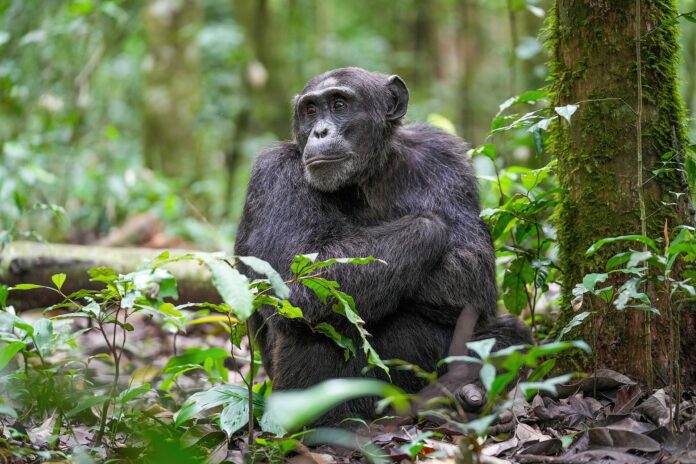 1920px-013_Alpha_male_chimpanzee_at_Kibale_forest_National_Park_Photo_by_Giles_Laurent Alpha male chimpanzee at Kibale forest National Park