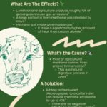 Burps to Breakthroughs Reducing Livestock Emissions