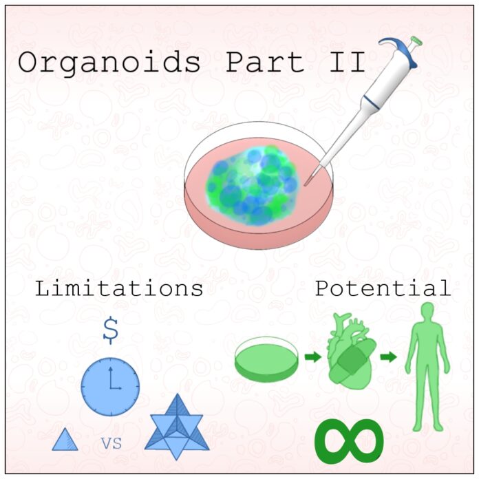 Organoids Part 2
