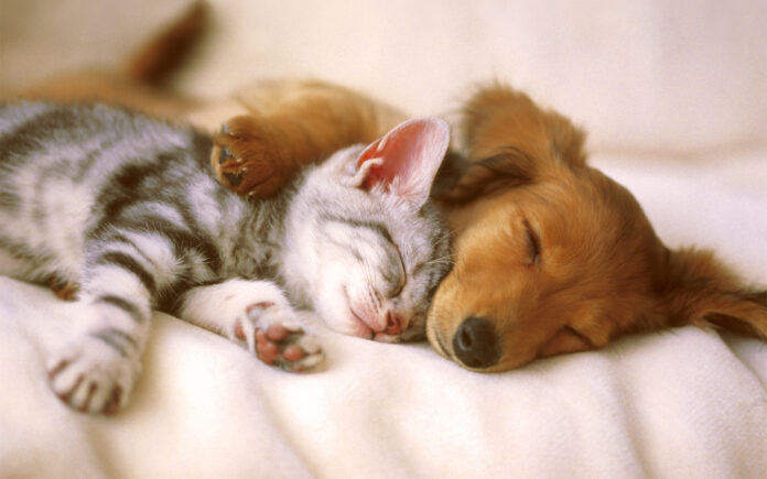Dog_and_cat