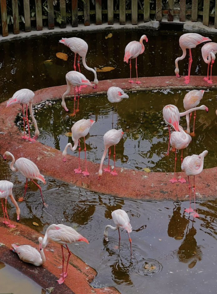 Flamingos at Mandai Bird Paradise