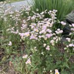 fleabane